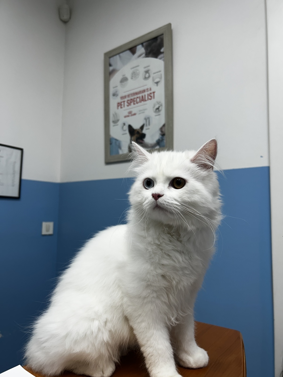 Bijela dugodlaka mačka različitih očiju u ordinaciji 4PET Veterinarske stanice