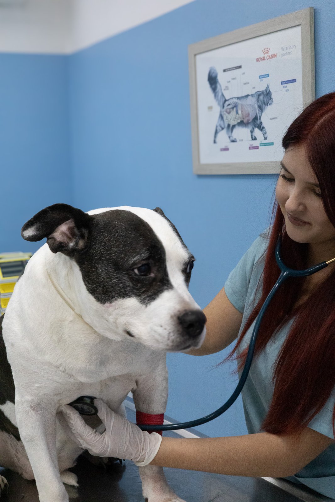 Veterinarka stetoskopom pregleda psa u 4PET ordinaciji