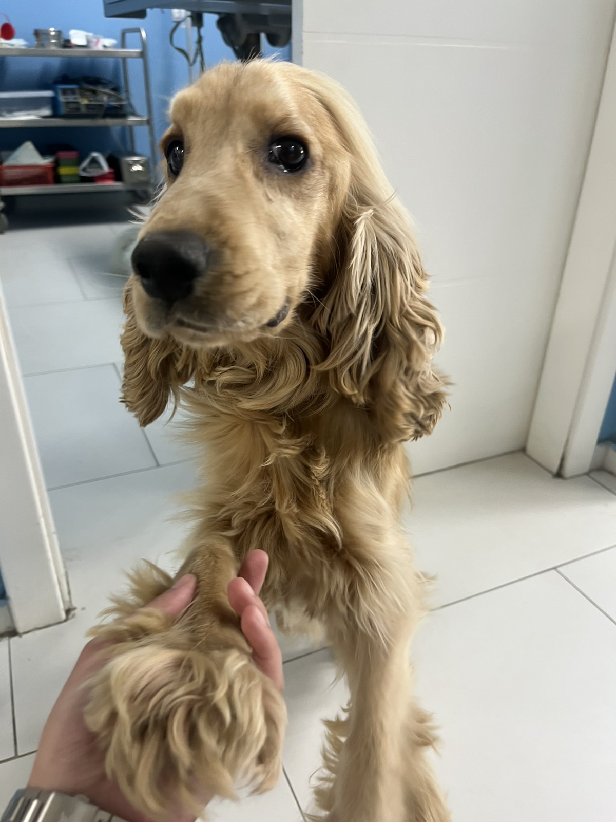 Koker španijel pruža šapu u 4PET Veterinarskoj stanici